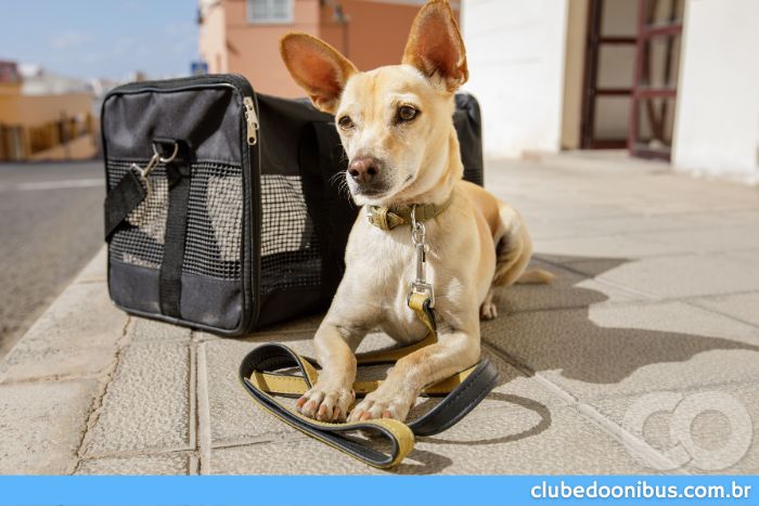 Transporte de Animais cuidados