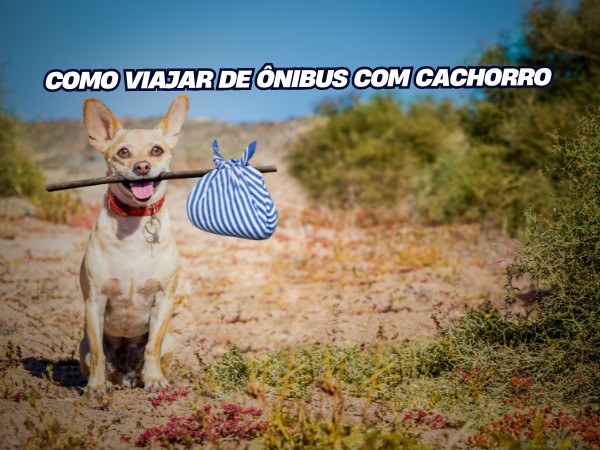 Como Viajar de Ônibus com Cachorro