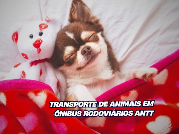 Transporte de Animais em Ônibus Rodoviários ANTT